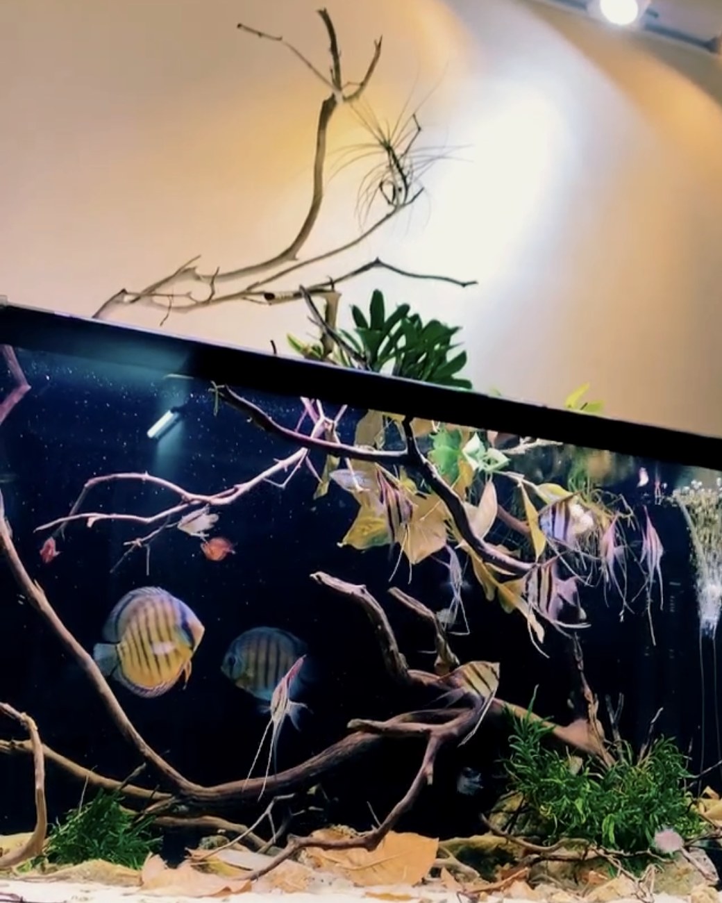 An earlier aquarium with branching wood, leaf litter and angelfish